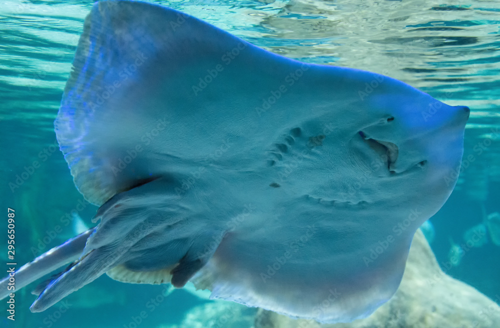 Naklejka premium Marine Aquarium Natural Life Blue Water Stingray