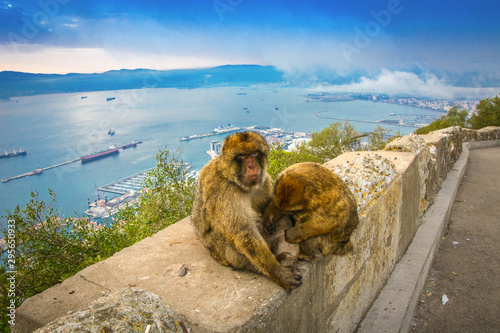 Monkeys at Gibraltar UK Cityscape Port Sunset Hill Rock View Scene amazing view © Cristi