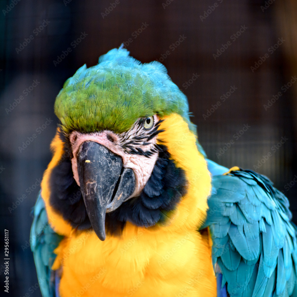 Naklejka premium Natural Park Reserve Big Bird Macaw Ara Parrot 