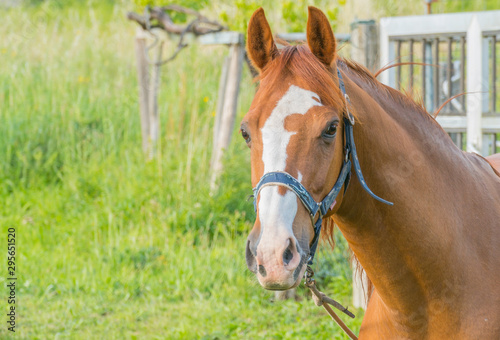 horse in the field with green grass background..