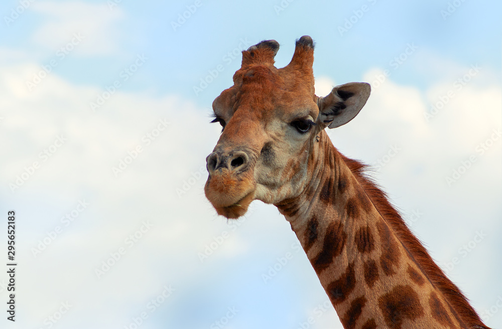 Naklejka premium Dzikie zwierzęta afrykańskie. Żyrafa Namibii zbliżenie na tle błękitnego nieba