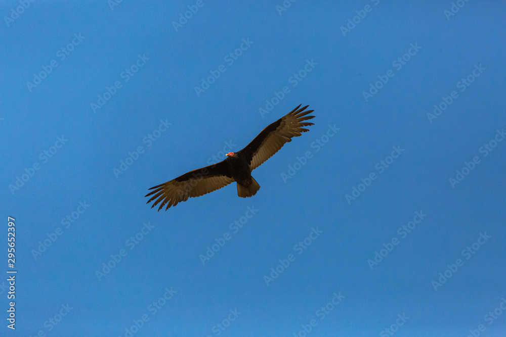 Turkey Vulture (Gallinazo, Jote de Cabeza Colorada) Latin Name: Cathartes Aura. Tongoy. Chile