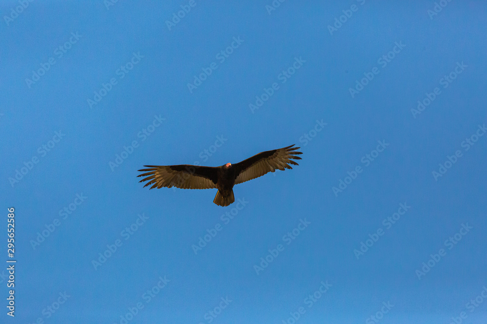Fototapeta premium Turkey Vulture (Gallinazo, Jote de Cabeza Colorada) Latin Name: Cathartes Aura. Tongoy. Chile
