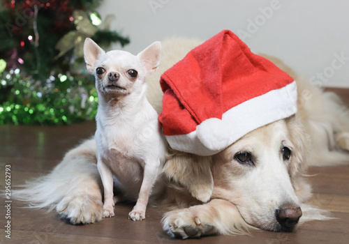 Golden retriever dog wearing red Christmas hat lay down on the floor with white Chihuahua dog with Christmas tree background ,