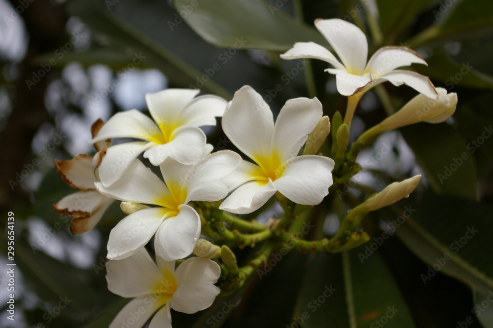 Obraz premium タイの花