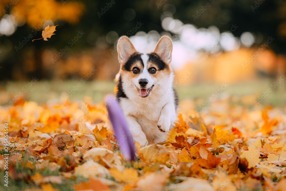 Pembroke Welsh Corgi playing in the leaves