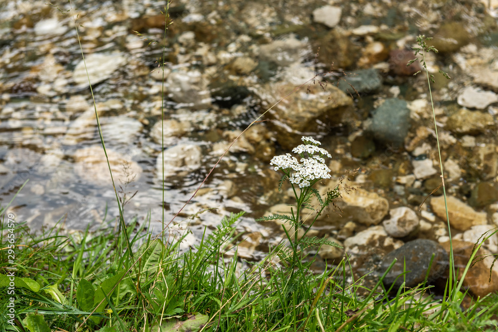 Wild plants on river side, selective focus Wild plants on river side, selective focus