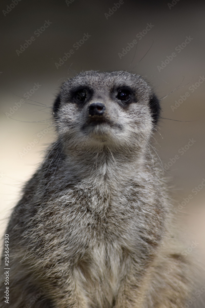 Fototapeta premium Erdmännchen