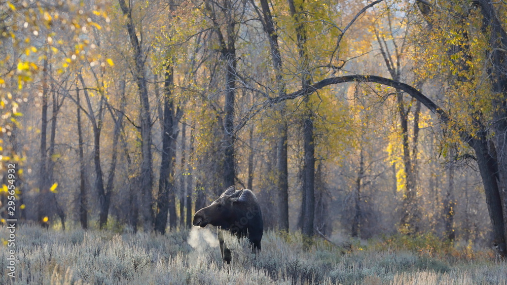 outside the city of Jackson in Wyoming USA,I ve had several meetings with the American Elk, Moose.Each of the bulls was very large,even for American mesurements outside the city of Jackson in Wyoming USA,I ve had several meetings with the American Elk, Moose.Each of the bulls was very large,even for American mesurements