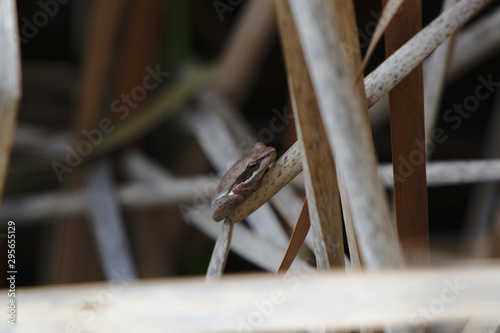 Slender Tree Frog taken on the Moore River, Western Australia
