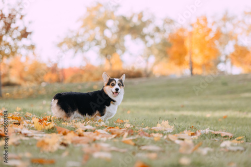 Pembroke Welsh Corgi posing in the leaves