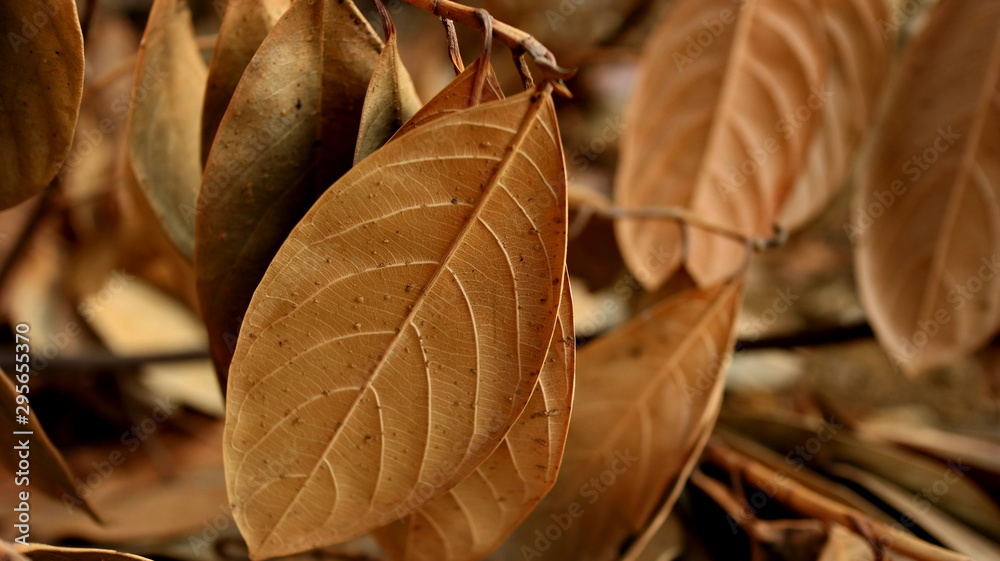 Jackfruit leaves are dry, because they are old and dry due to lack of water Jackfruit leaves are dry, because they are old and dry due to lack of water