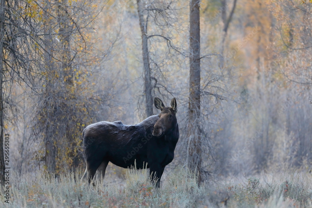 outside the city of Jackson in Wyoming USA,I ve had several meetings with the American Elk, Moose.Each of the bulls was very large,even for American mesurements outside the city of Jackson in Wyoming USA,I ve had several meetings with the American Elk, Moose.Each of the bulls was very large,even for American mesurements