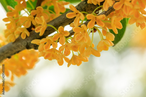 Yellow osmanthus blooming in the park photo