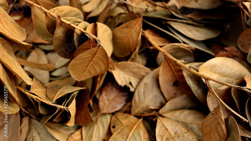 Jackfruit leaves are dry, because they are old and dry due to lack of water