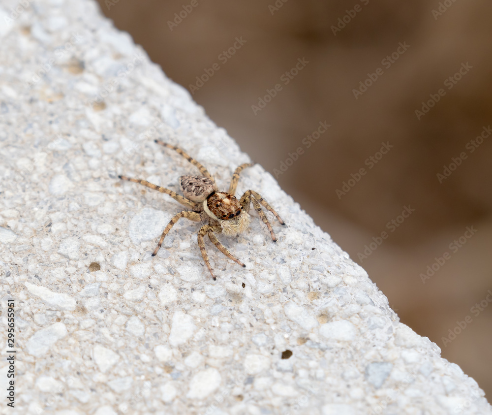 Menemerus Semilimbatus Jumping Spider