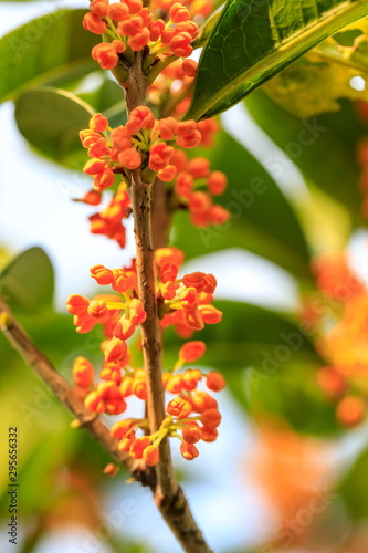 Red osmanthus blossoms on osmanthus tree