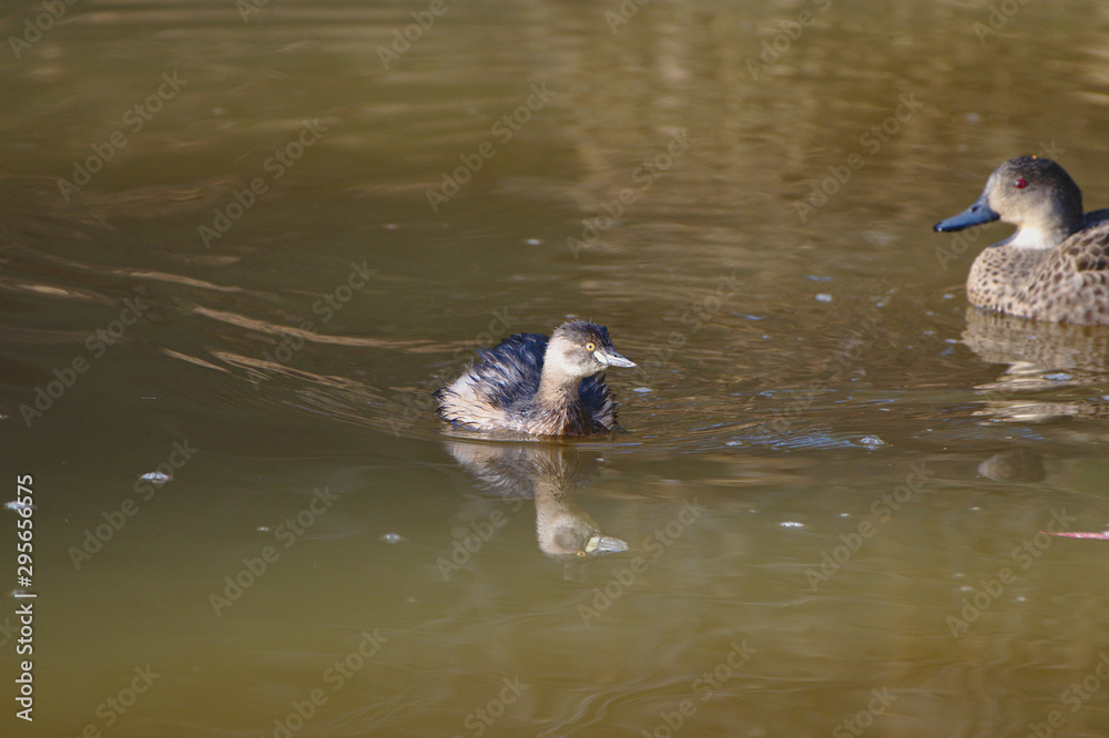 An Australasian Grebe on the Moore River in Regans Ford, Western Australia An Australasian Grebe on the Moore River in Regans Ford, Western Australia