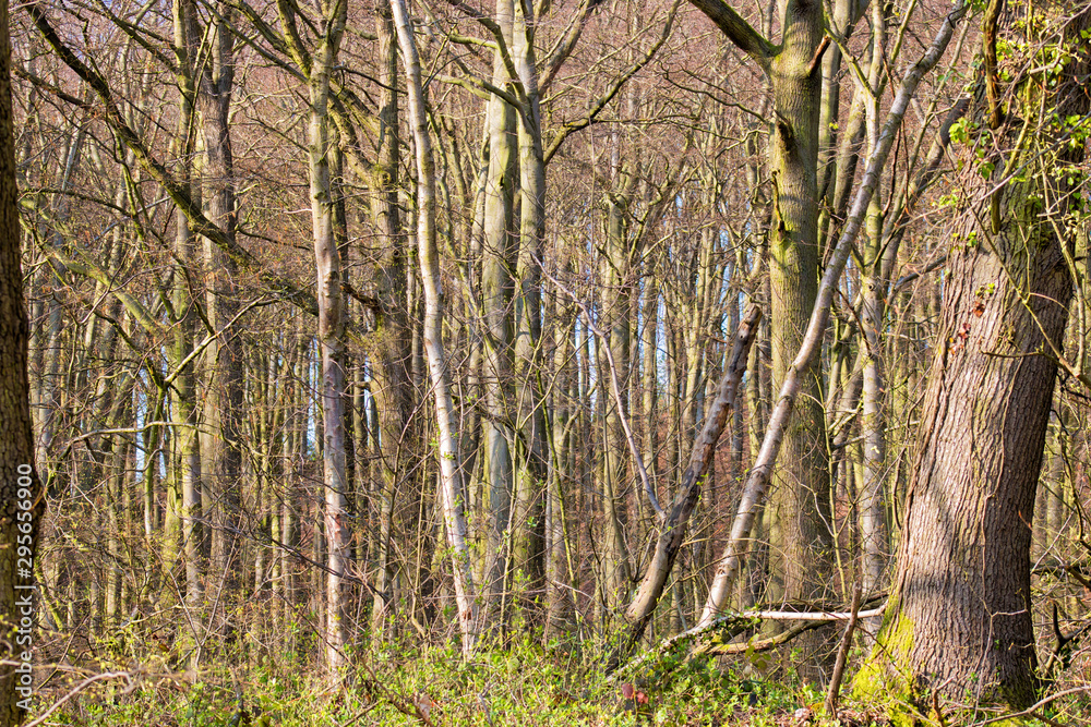Green trees in Sherwood Forest. Sunlit forest glades of birdsong and peace. The ancient ‘Robin Hood’ woodland of oak and birch trees. Green trees in Sherwood Forest. Sunlit forest glades of birdsong and peace. The ancient ‘Robin Hood’ woodland of oak and birch trees.