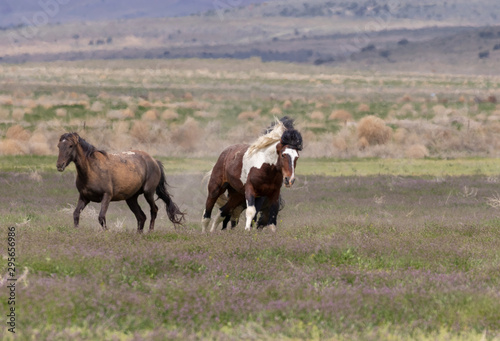 Wild Horses in Spring in the Utah Desert