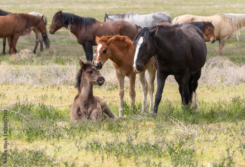 Wild Horses in Spring in the Utah Desert Wild Horses in Spring in the Utah Desert