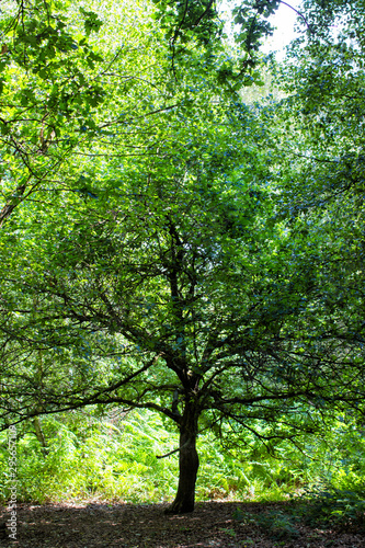 Green trees in Sherwood Forest. Sunlit forest glades of birdsong and peace. The ancient ‘Robin Hood’ woodland of oak and birch trees. 