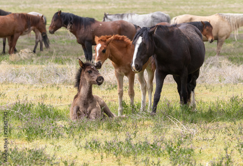 Wild Horses in Spring in the Utah Desert