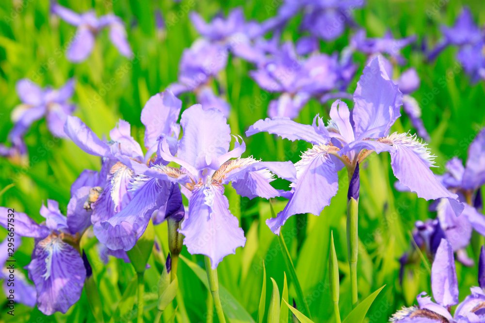 blue irises flowers