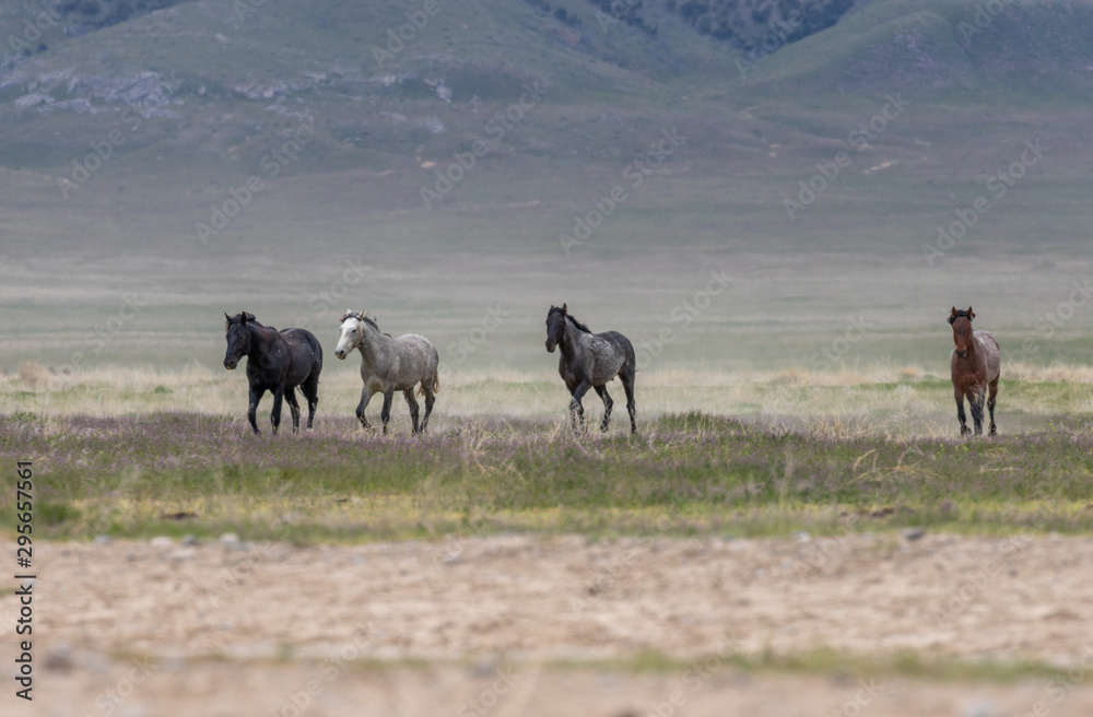 Obraz premium Wild Horses in Spring in the Utah Desert