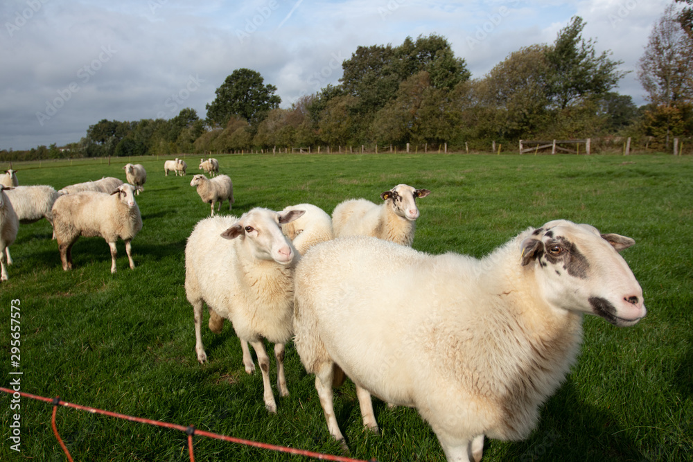 Obraz premium schafe