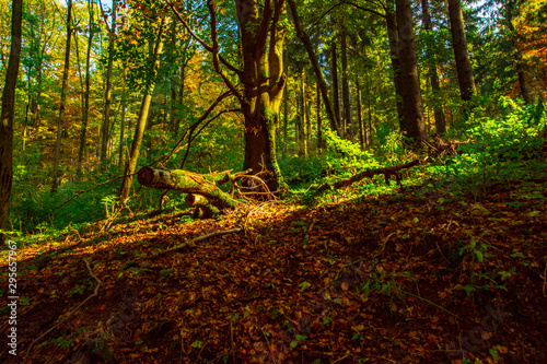Herbst im Thüringer Wald, Autumn