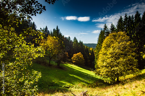 Wallpaper Mural Herbst im Thüringer Wald, Autumn Torontodigital.ca