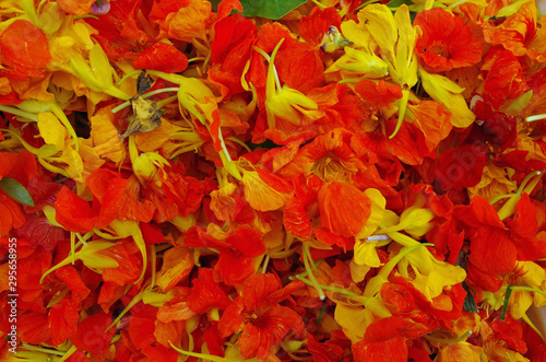 Edible Orange and Yellow Nasturtium Flowers 
