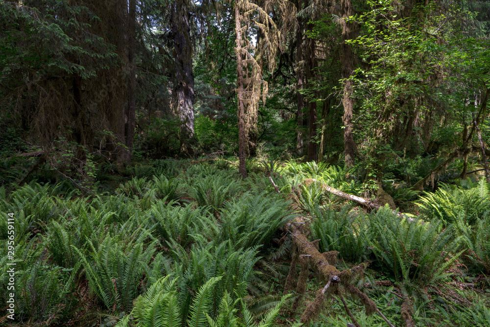 Hoh Rain Forest, located near the Olympic Peninsula in western Washington State, North America. Hall of Mosses trail, American National Park. Protected Rain Forest with Giant Trees Hoh Rain Forest, located near the Olympic Peninsula in western Washington State, North America. Hall of Mosses trail, American National Park. Protected Rain Forest with Giant Trees