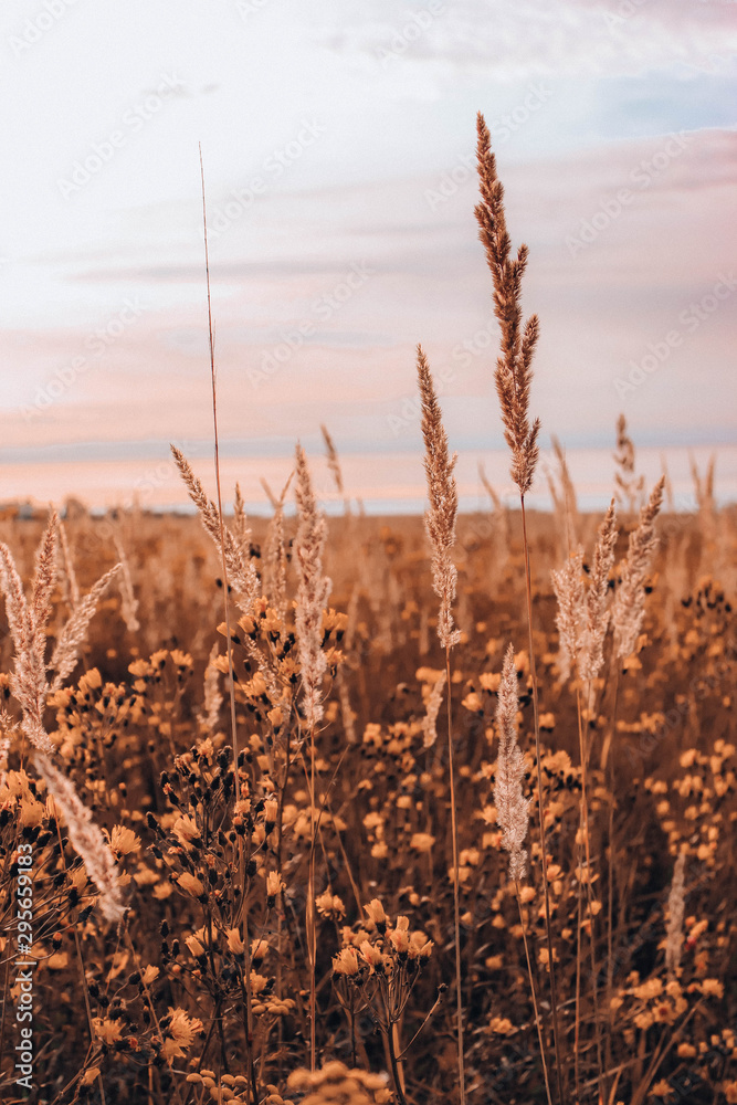 Obraz premium sunset over field