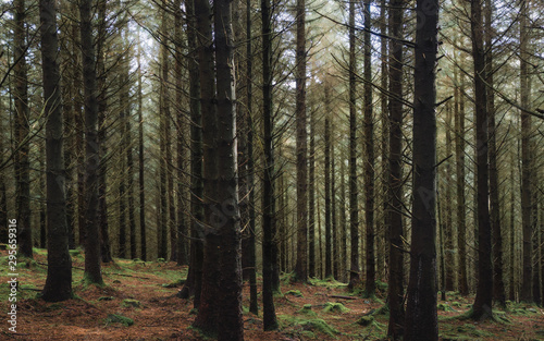 A dark, moody forest on a rainy day