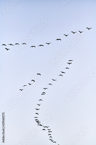 flock of cranes flying to place to sleep