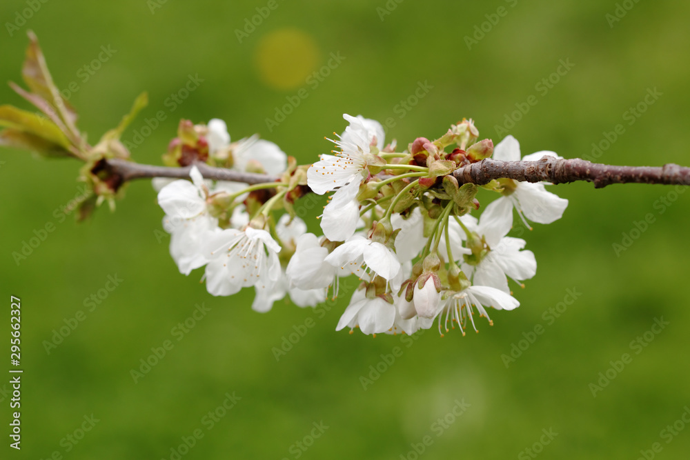 Cherry tree in bloom Cherry tree in bloom