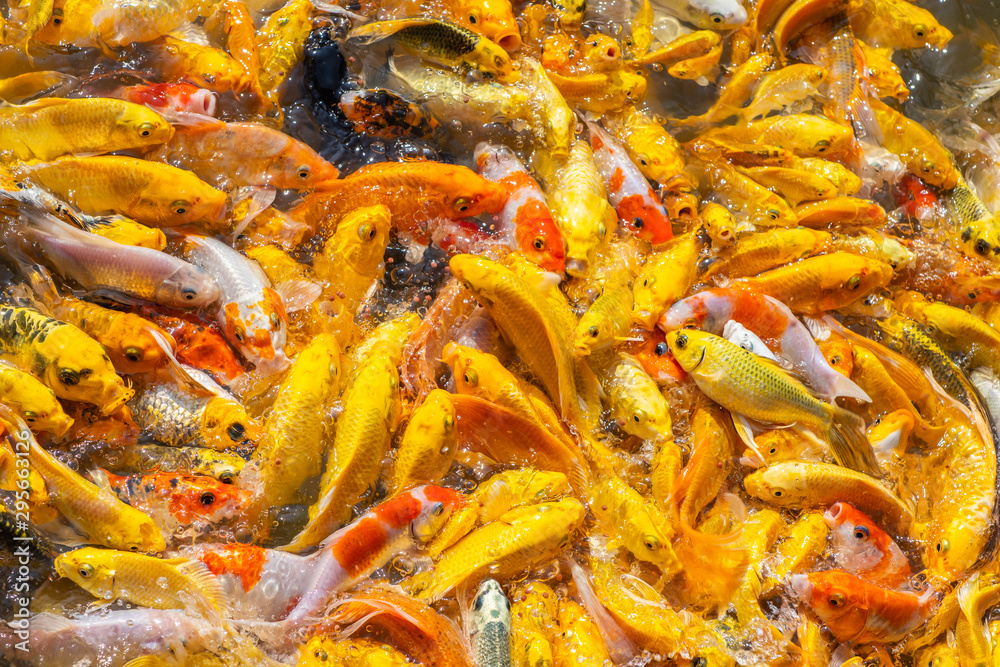 Golden Koi fish, Fancy carp, Mirror carp (Cyprinus Carpio) are swimming and diving in the pond Golden Koi fish, Fancy carp, Mirror carp (Cyprinus Carpio) are swimming and diving in the pond