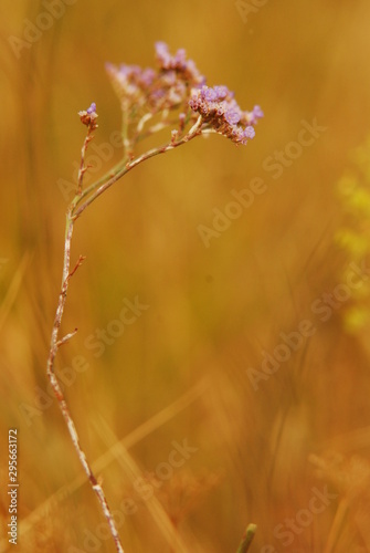 Sea lavander Limonium perezii Purple flowers on the autumnal yellow background steppe inspiration wildlife garden 
