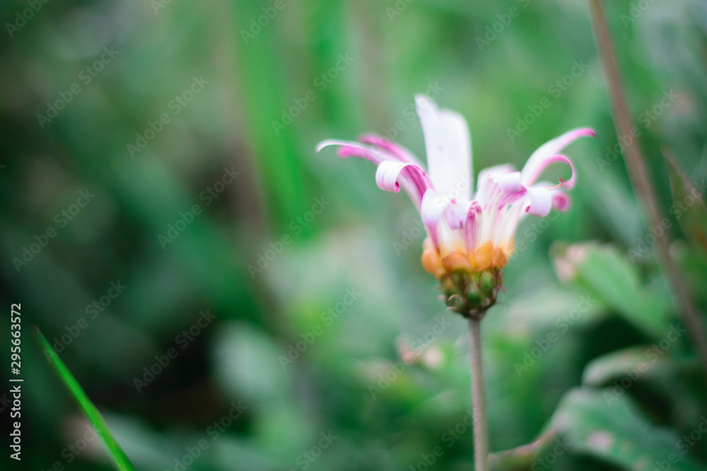 flower in garden flower in garden