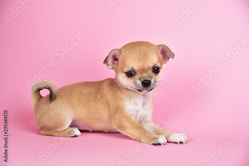 Little cute chihuahua puppy on a pink background. © ksu_ok
