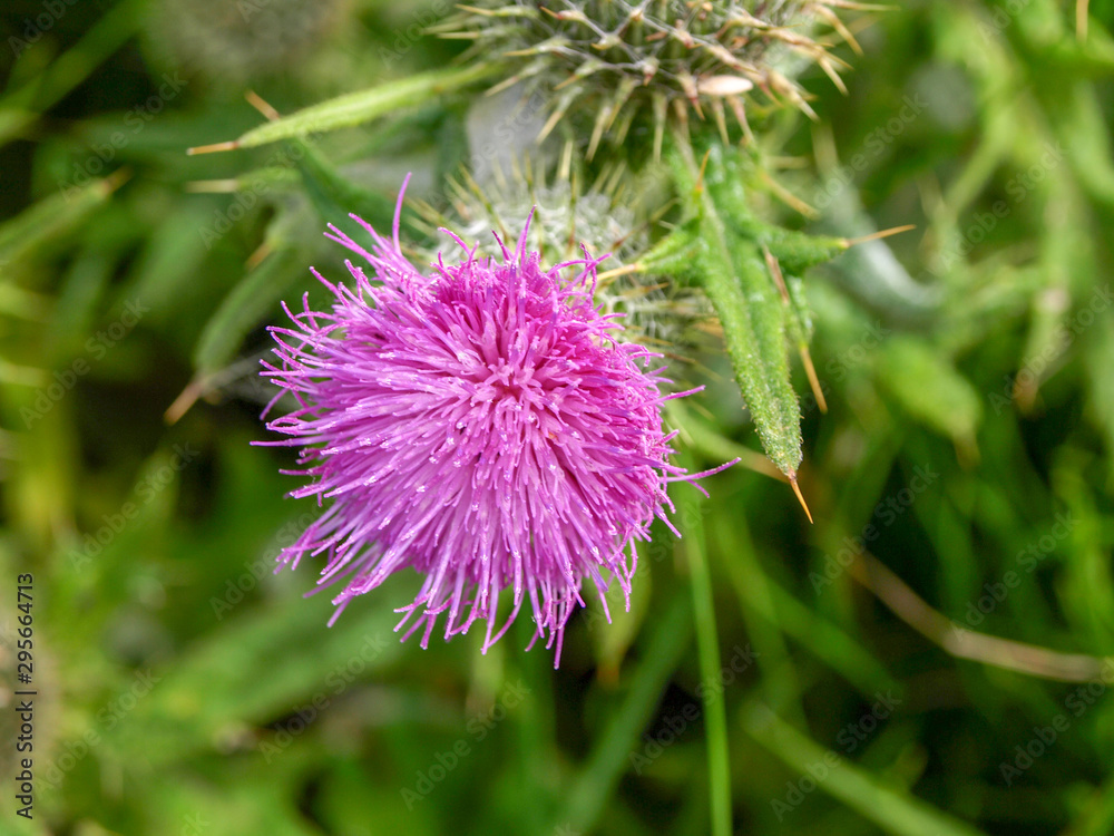 picture with a close-up of a beautiful flower, blurred background picture with a close-up of a beautiful flower, blurred background