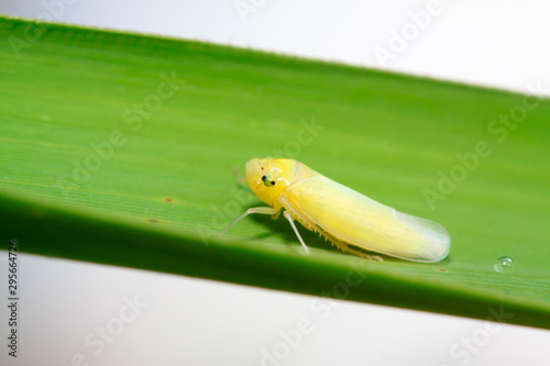 Cicadella viridis on plant photo