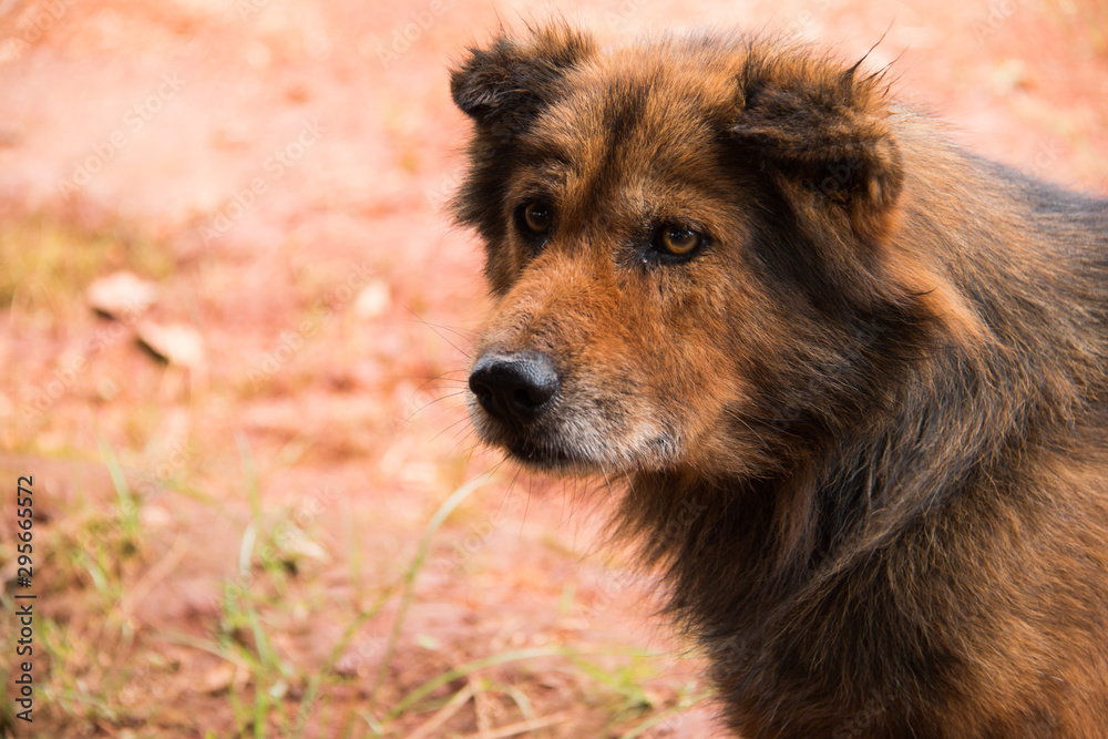 Fototapeta premium german shepherd dog