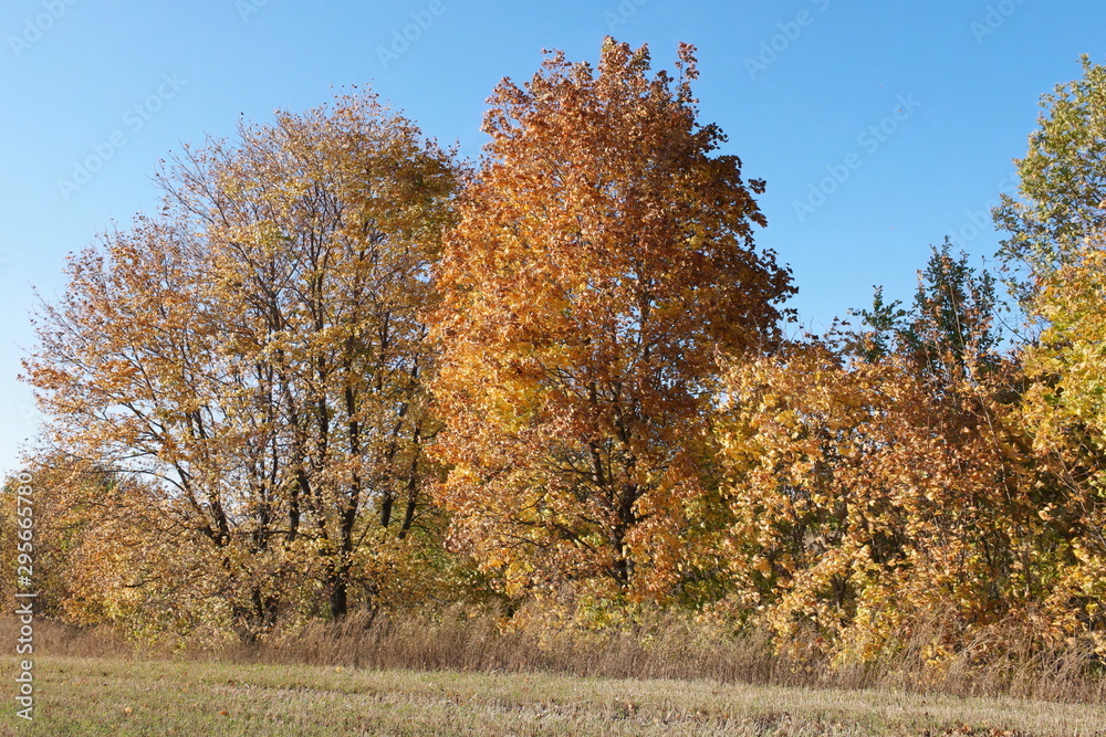 tree in autumn tree in autumn