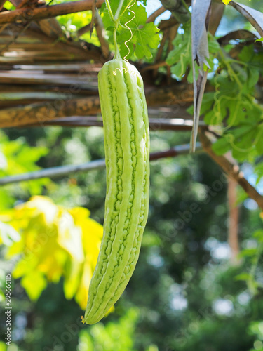 Bitter gourd or Bitter melon vegetable in an organic farm ready to harvest.