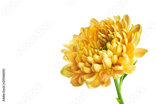 Yellow chrysanthemum on white background with copy space Fototapete