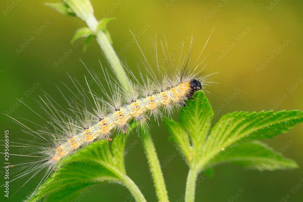 caterpillar on green leaf