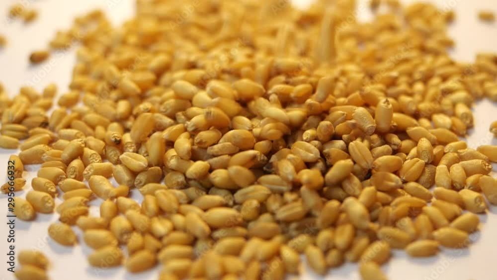 Golden wheat grain filling in slow motion Golden wheat grain filling in slow motion